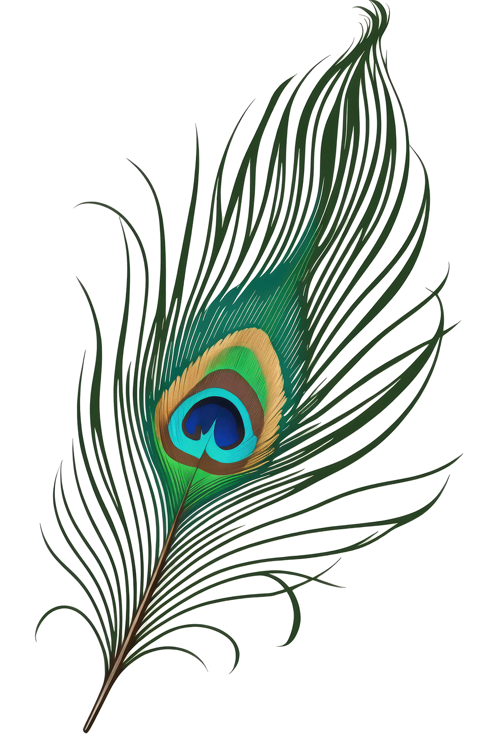 Peacock Feather Decorative Element